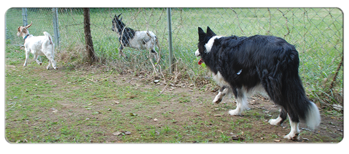 JJ with her goats