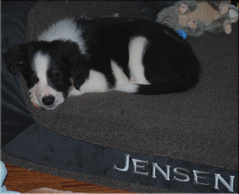 Jensen 7 wks old