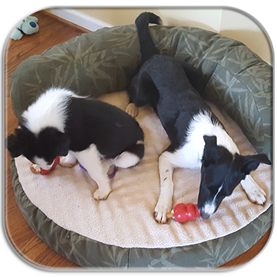 Jensen and Jaycie playing with their new balls