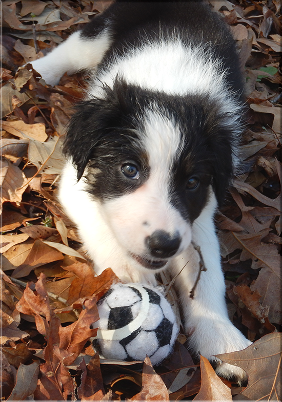 Jensen 7 wks old