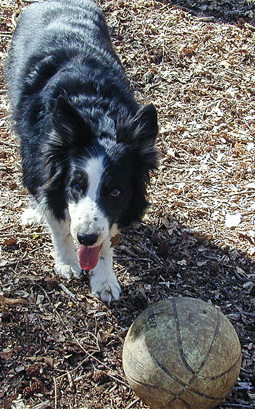 Majik with his basketball