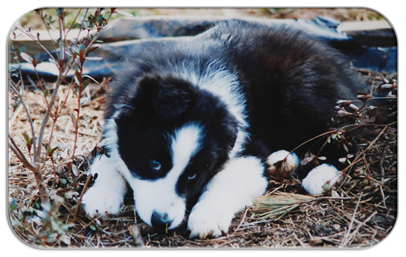 Majik 8 weeks old