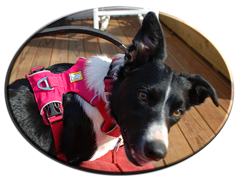 Pretty in pink ruffwear